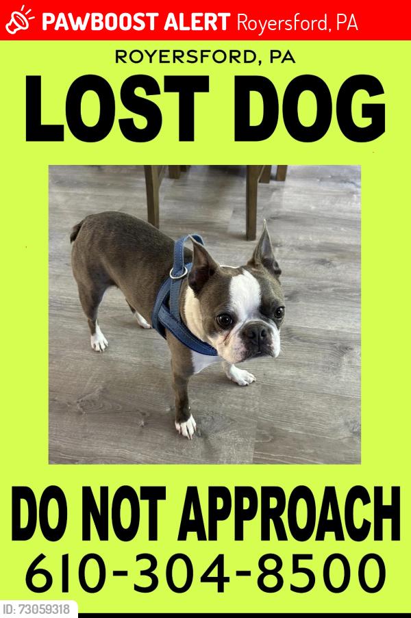 Lost Male Dog last seen Victory Park, Royersford, PA 19468