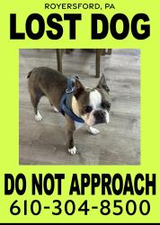 Lost Male Dog last seen Victory Park, Royersford, PA 19468