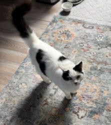 Lost Male Cat last seen NE 23rd Pl Renton, Renton, WA 98056