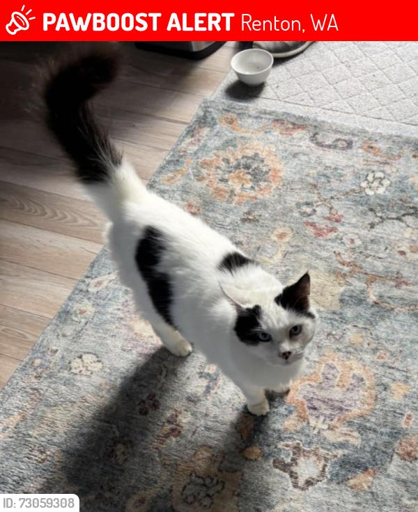 Lost Male Cat last seen NE 23rd Pl Renton, Renton, WA 98056