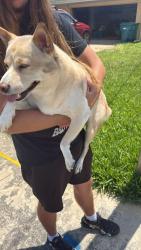 Reunited Male Dog last seen New Hampton Way and Richland Ave, Merritt Island, FL 32952