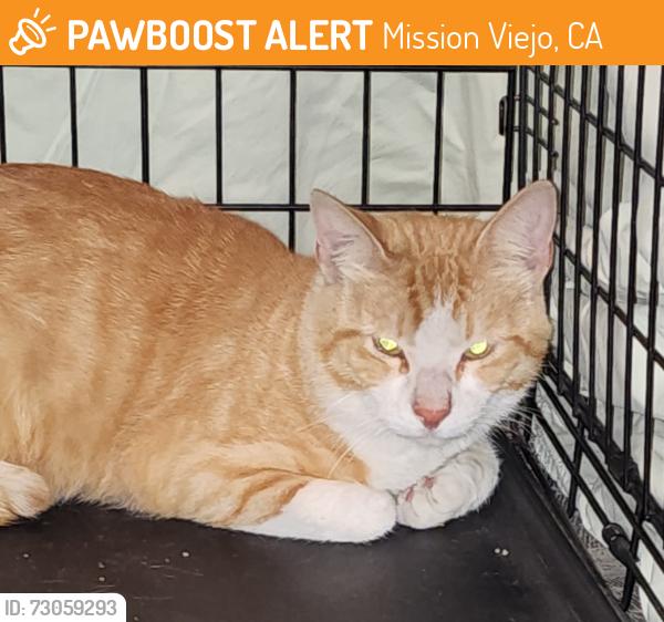 Found/Stray Male Cat last seen Aegean Hills - Alicia and Muirlands, Mission Viejo, CA 92691