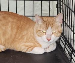 Found/Stray Male Cat last seen Aegean Hills - Alicia and Muirlands, Mission Viejo, CA 92691