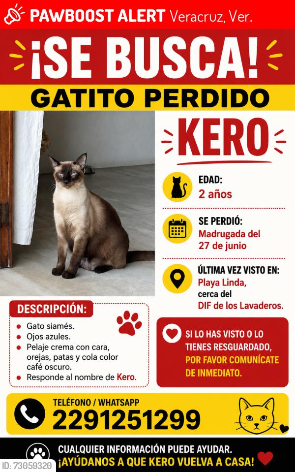 Lost Male Cat last seen Playa linda, Veracruz, Ver. 91810