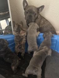 Lost Female Dog last seen Deerwood st West Sacramento, West Sacramento, CA 95691