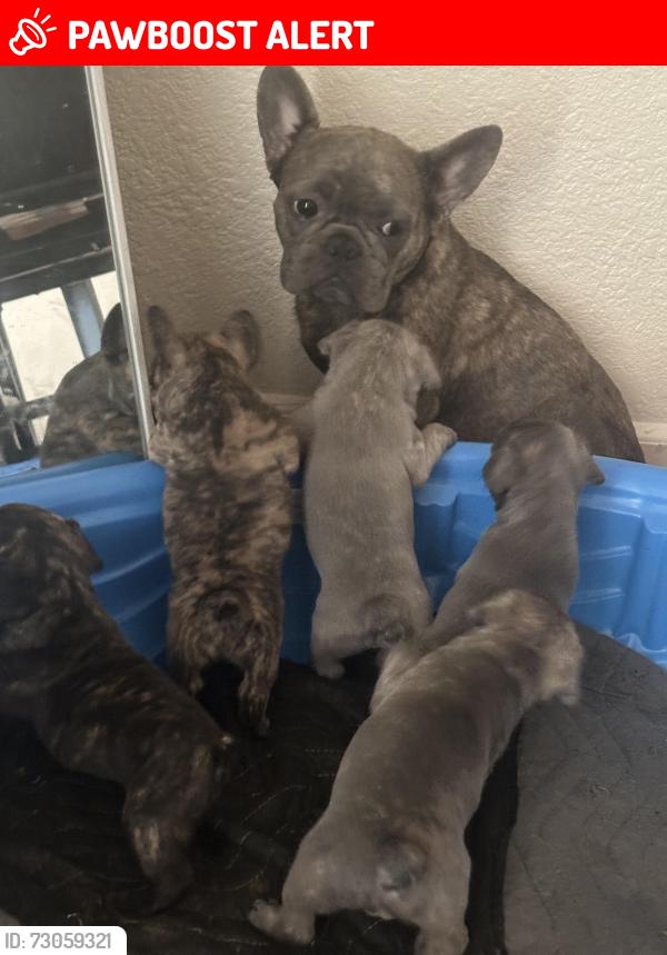 Lost Female Dog last seen Deerwood st West Sacramento, West Sacramento, CA 95691