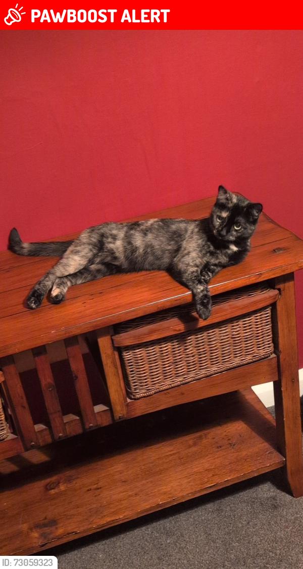 Lost Female Cat last seen Challis street, Merseyside, England CH41 7DH