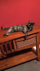 Lost Female Cat last seen Challis street, Merseyside, England CH41 7DH