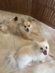 Reunited Female Dog last seen Collins Industrial Way, Lawrenceville, GA 30043