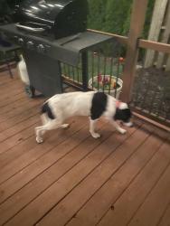 Found/Stray Female Dog last seen Allegro nursing home, Overland Park, KS 66210
