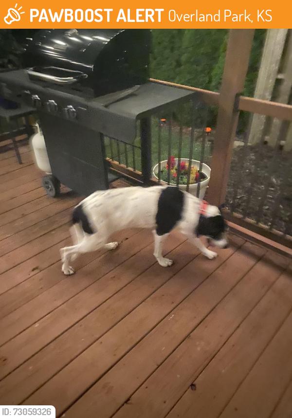 Found/Stray Female Dog last seen Allegro nursing home, Overland Park, KS 66210