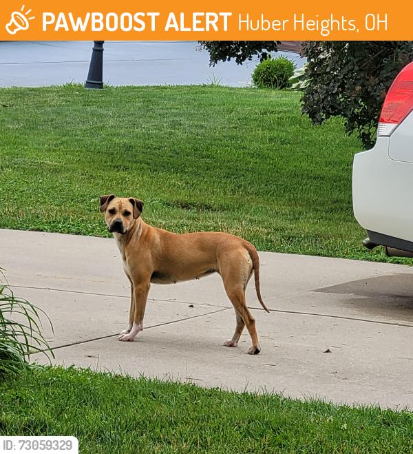 Found/Stray Female Dog last seen Chambersburg and Bellefontaine , Huber Heights, OH 45424