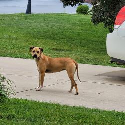 Found/Stray Female Dog last seen Chambersburg and Bellefontaine , Huber Heights, OH 45424