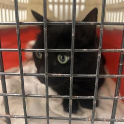 Shelter Stray Male Cat last seen , Animal Care & Control Team of Philly, 111 W Hunting Park Ave, Philadelphia, PA 19140, USA