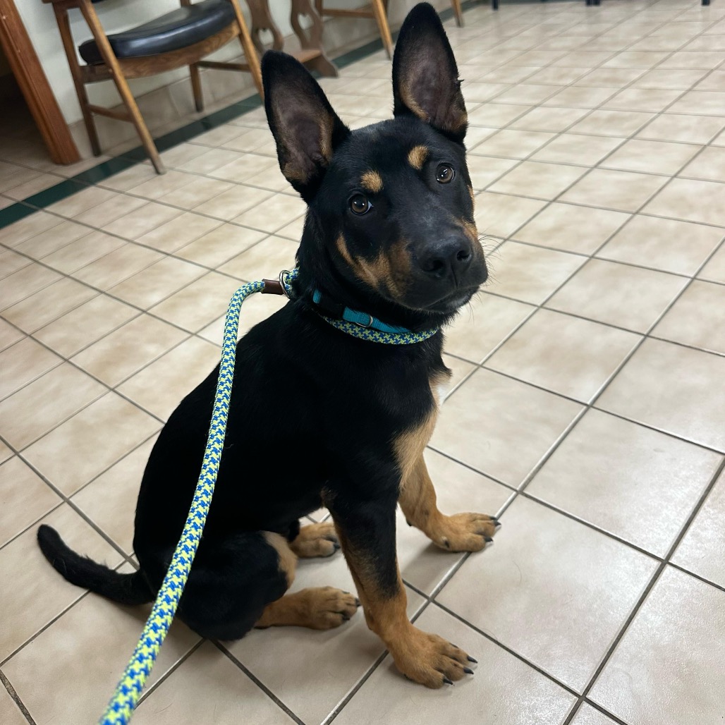 Shelter Stray Male Dog last seen , 825 W Jefferson St, Tipton, IN 46072, USA