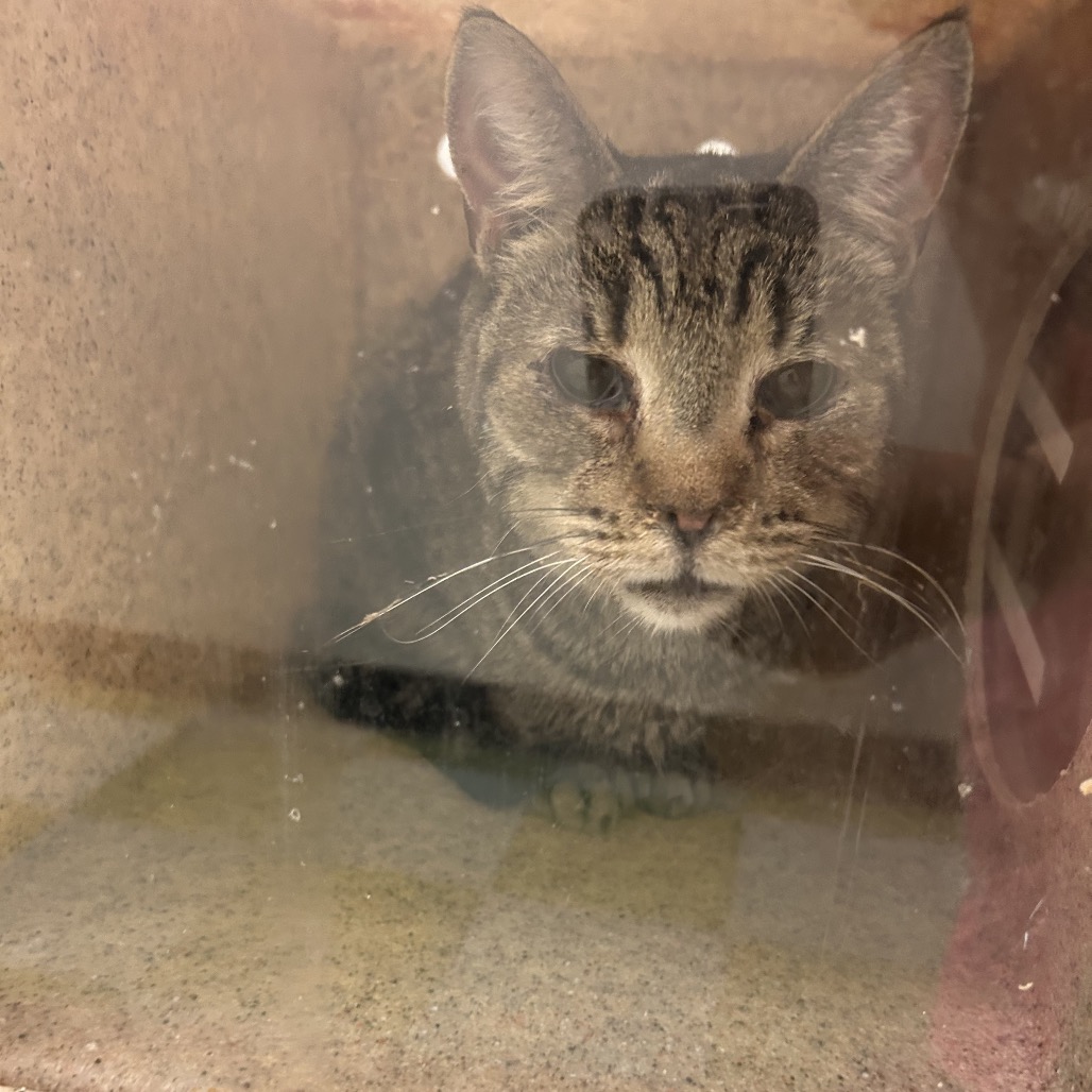 Shelter Stray Male Cat last seen , Animal Care & Control Team of Philly, 111 W Hunting Park Ave, Philadelphia, PA 19140, USA