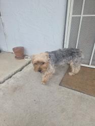 Found/Stray Male Dog last seen 9th&Utica, Pueblo, CO 81001