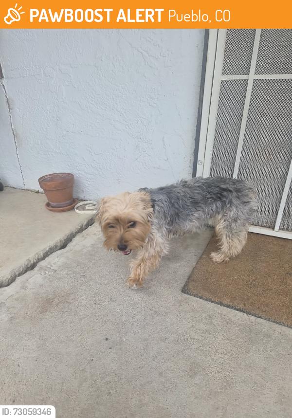 Found/Stray Male Dog last seen 9th&Utica, Pueblo, CO 81001