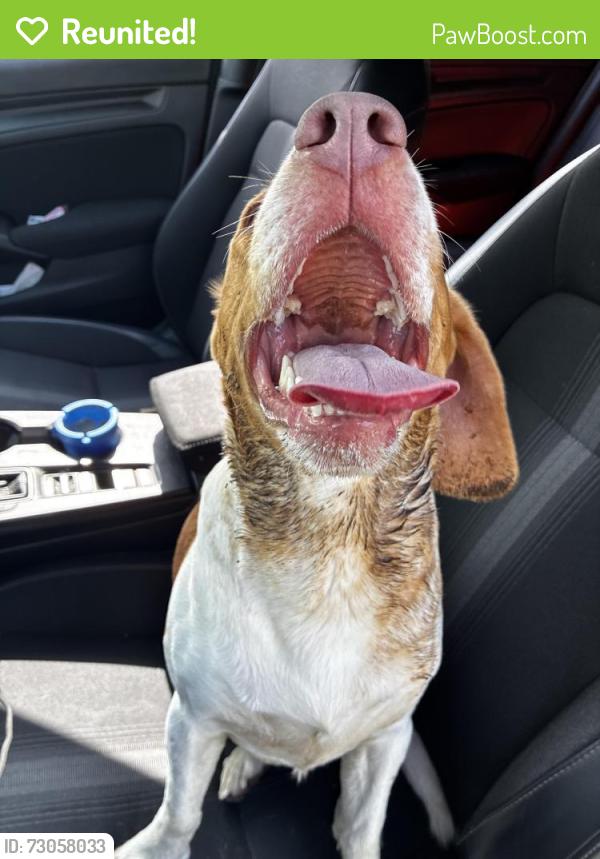 Reunited Male Dog last seen Wolf lake, Chicago, IL 60827