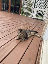 Found/Stray Male Cat last seen Wildhorse creek, Chesterfield, MO 63017
