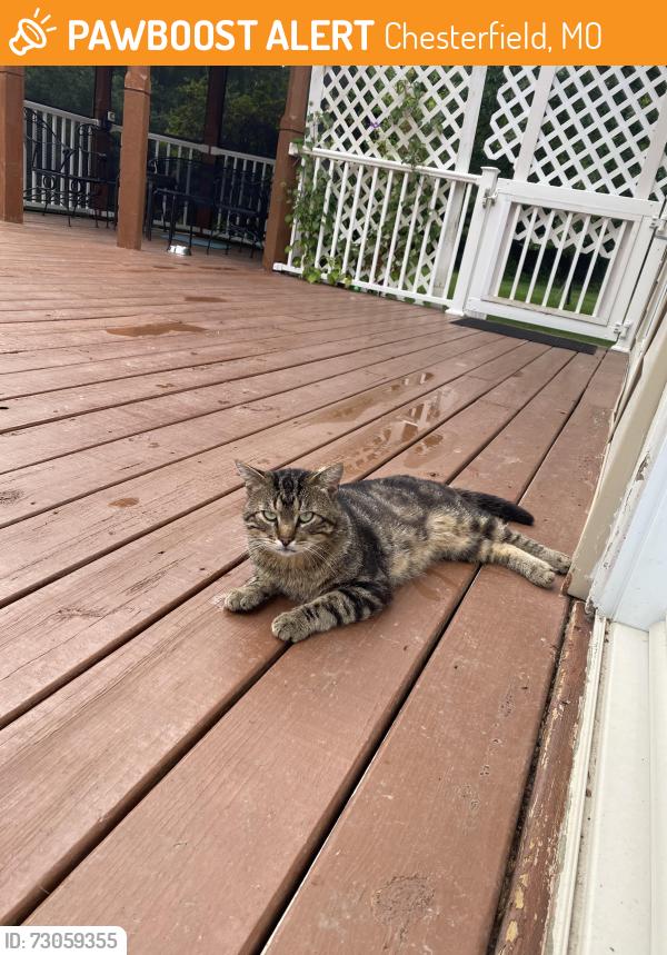 Found/Stray Male Cat last seen Wildhorse creek, Chesterfield, MO 63017