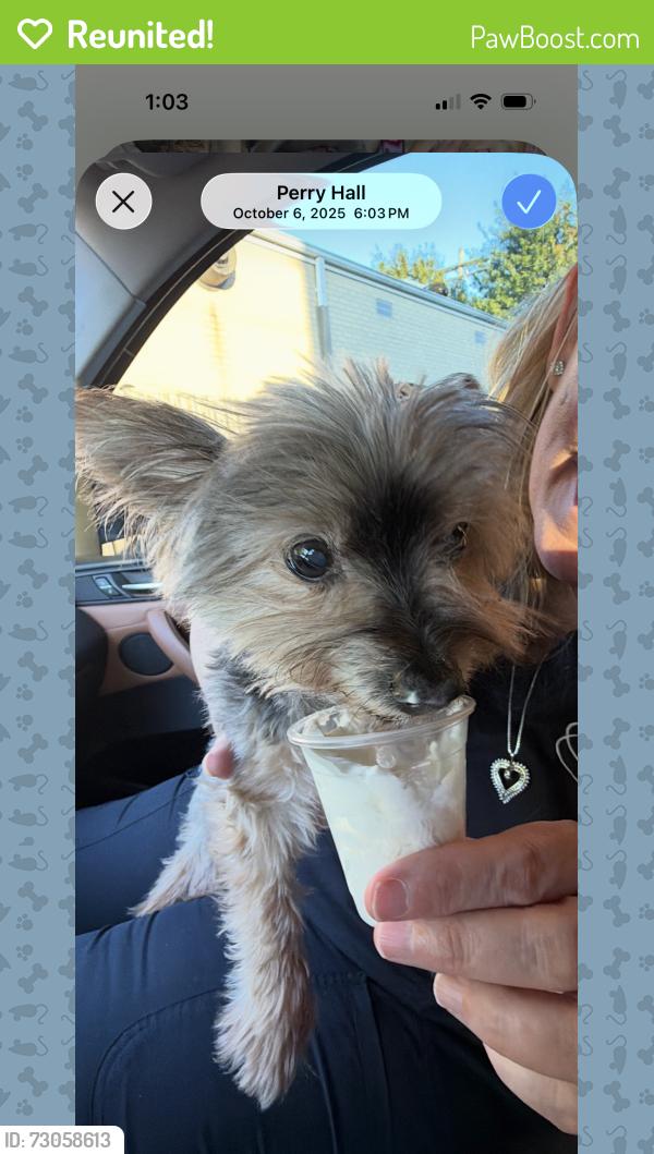 Reunited Male Dog last seen Belair road and Putty hill ans Walther , Overlea, MD 21236