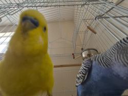 Lost Male Bird last seen Samson, Laval, QC 