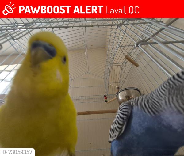 Lost Male Bird last seen Samson, Laval, QC 