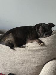 Reunited Male Dog last seen Osprey Point neighborhood , Longwood, FL 32750