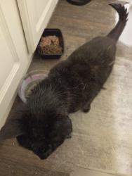 Found/Stray Unknown Cat last seen Villages of Chapel hill, Carrboro, NC 27510