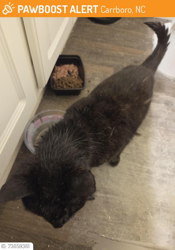 Found/Stray Unknown Cat last seen Villages of Chapel hill, Carrboro, NC 27510