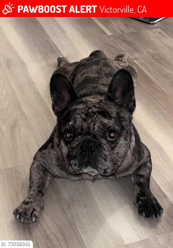 Lost Male Dog last seen Vista del sol, Victorville, CA 92394