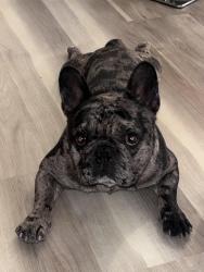 Lost Male Dog last seen Vista del sol, Victorville, CA 92394