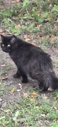 Found/Stray Male Cat last seen Hubbell and E.29th ct, Des Moines, IA 50317