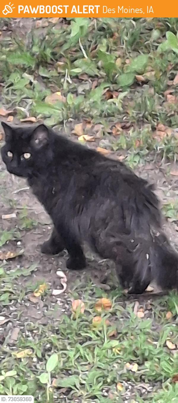 Found/Stray Male Cat last seen Hubbell and E.29th ct, Des Moines, IA 50317