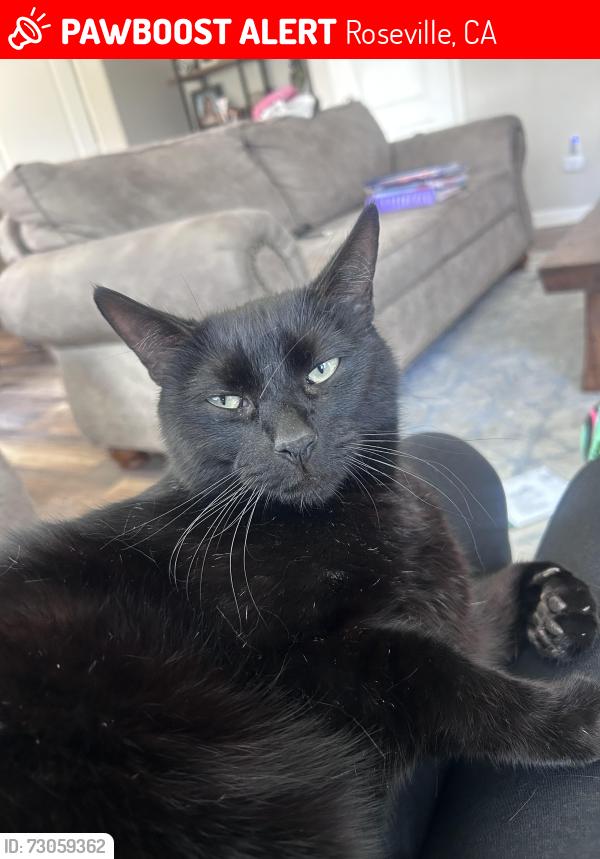 Lost Male Cat last seen Redbloom Way, Roseville, CA 95747