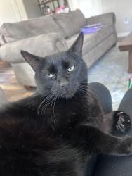 Lost Male Cat last seen Redbloom Way, Roseville, CA 95747