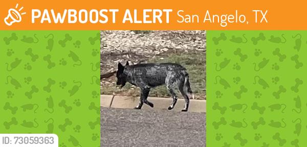 Found/Stray Male Dog last seen Amberton and Manchester in the Bluffs, San Angelo, TX 76901