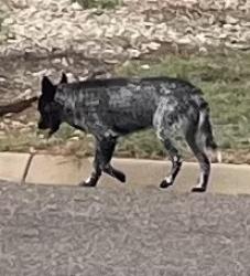 Found/Stray Male Dog last seen Amberton and Manchester in the Bluffs, San Angelo, TX 76901