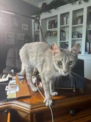 Found/Stray Unknown Cat last seen Bradford ests, West Hanover Township, PA 17112
