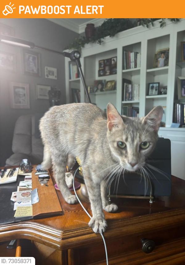 Found/Stray Unknown Cat last seen Bradford ests, West Hanover Township, PA 17112