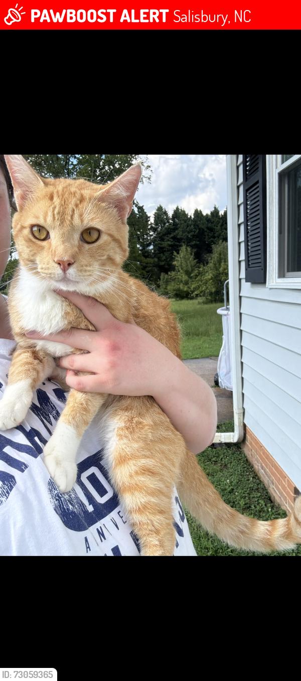 Lost Male Cat last seen Nazareth community church, Salisbury, NC 28146