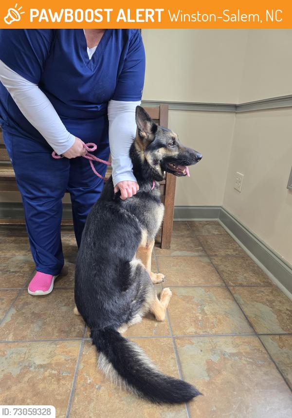 Found/Stray Female Dog last seen Clemmonsville Rd, Winston-Salem, NC 27107