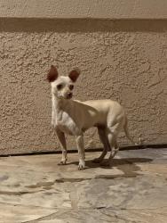 Found/Stray Female Dog last seen Cardiff Bay Drive and Point Windemere Place, Oceanside, CA 92057