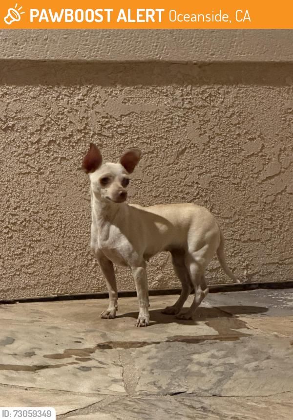 Found/Stray Female Dog last seen Cardiff Bay Drive and Point Windemere Place, Oceanside, CA 92057