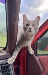Lost Male Cat last seen Near, Fort Worth, TX 76107