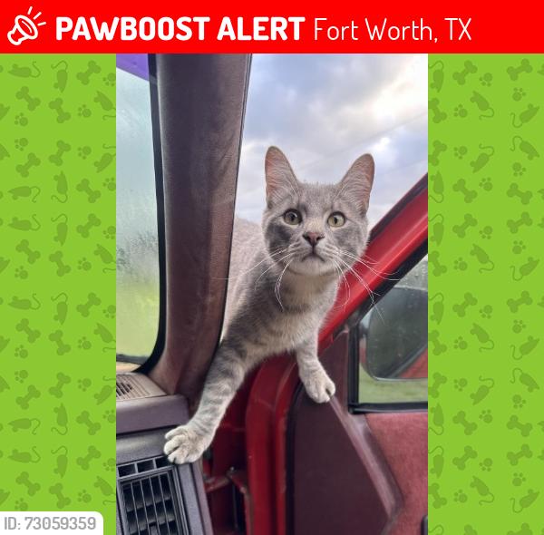 Lost Male Cat last seen Near, Fort Worth, TX 76107