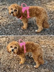 Lost Female Dog last seen E Jersey st Elizabethport , Elizabeth, NJ 07206