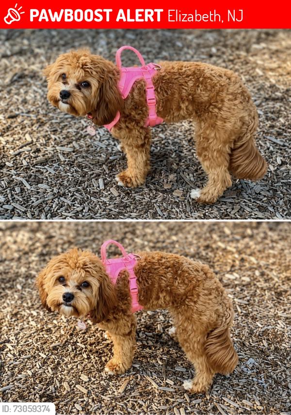 Lost Female Dog last seen E Jersey st Elizabethport , Elizabeth, NJ 07206