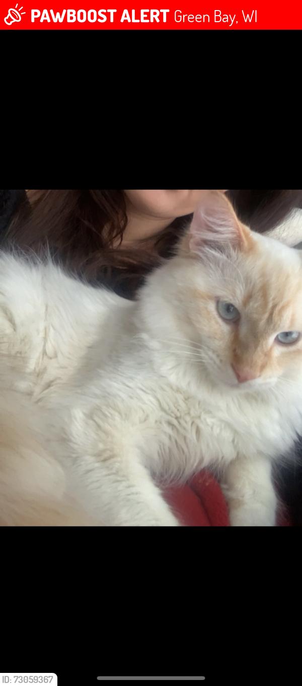 Lost Male Cat last seen Dollar Tree on Main St, Green Bay, WI 54302